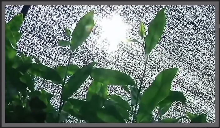 bagaimana teh hijau matcha dibuat